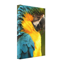macaw, yellow and gold gallery wrap canvas