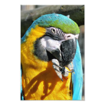 MACAWS ART PHOTO