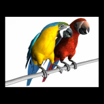 Macaws in Love posters