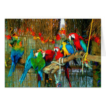 Macaws on Parade