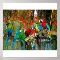 Macaws on Parade