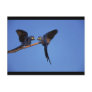 Macaws Perch Post Cards