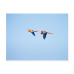 Macaws