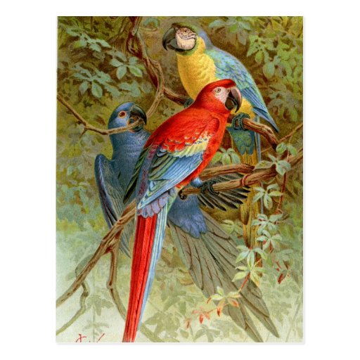 Macaws Postcards