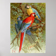 Macaws Poster
