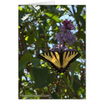 Machaon avec des lilas cartes de vœux