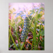 Machaon Caterpillar 2 Poster