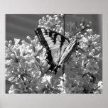 Machaon de tigre posters