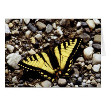 Machaon jaune occidental (4) cartes