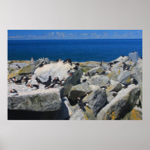 Machias Seal Island Atlantic Puffins Posters