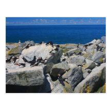 Machias Seal Island Atlantic Puffins Razorbills Post Card
