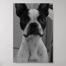 Macho the Boston Terrier Poster