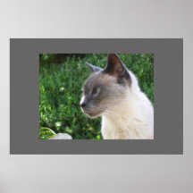 Macho The Cat Posters