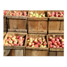 Macintosh Apples By The Crate Postcards