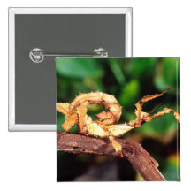 Macleay's Spectre (Spiney Stick Insect),