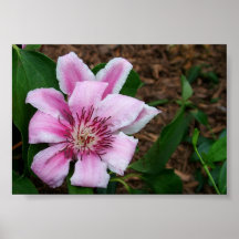 Macro 87 print