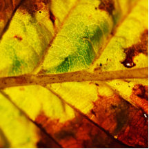 Macro Autumn Leaf Photo Sculptures