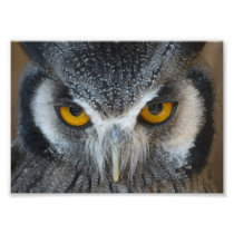 Macro Black and White Owl Photograph