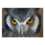 Macro Black and White Owl Photograph