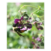 Macro Bumble Bee On Flower 8x10 Print Art Photo