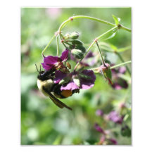 Macro Bumble Bee On Flower 8x10 Print Art Photo