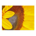 Macro carte postale de tournesol