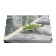 Macro copie de toile de cricket vert impression sur toile