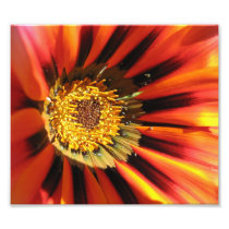 Macro flower Photo