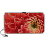 macro flower, pink dahlia speakers