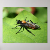 Macro Flying Insect Nature Poster