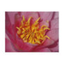 Macro Lilly Postcard