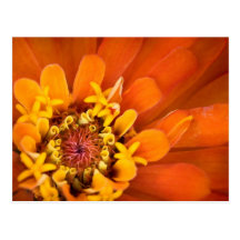 Macro of an orange Zinnia Flower Post Cards