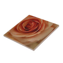 Macro Peach Rose in the Morning Dew Floral Photo