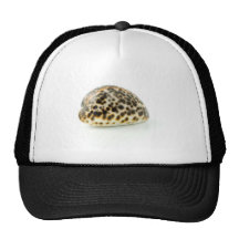Macro photo d'un coquillage 4 casquette de camionneur