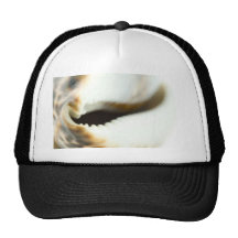 Macro photo d'un coquillage casquettes