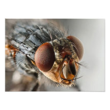 Macro photo of a fly