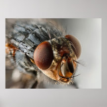 Macro photo of a fly posters