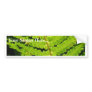 Macro Photo Of Fern 4 Bumper Sticker