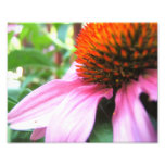 Macro Purple Coneflower Echinacea Close-Up Floral photography