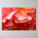 MACRO ROSE PRINT