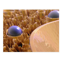 Macro spores carte postale