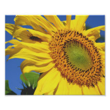 Macro Sunflower And Friend 10x8 Flower Print Art Photo