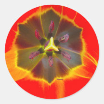 Macro Tulip Round Sticker
