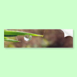 Macro Water Drop on Gorse bumper stickers