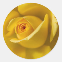 Macro Yellow Rose Sticker
