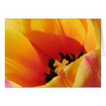 Macro Yellow Tulip Greeting Card