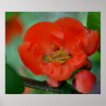 Macros Peach Quince Print