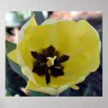 Macros Yellow Tulip Print