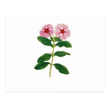 Madagascar_Flower. Post Cards