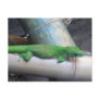 Madagascar Giant Day Gecko Postcard